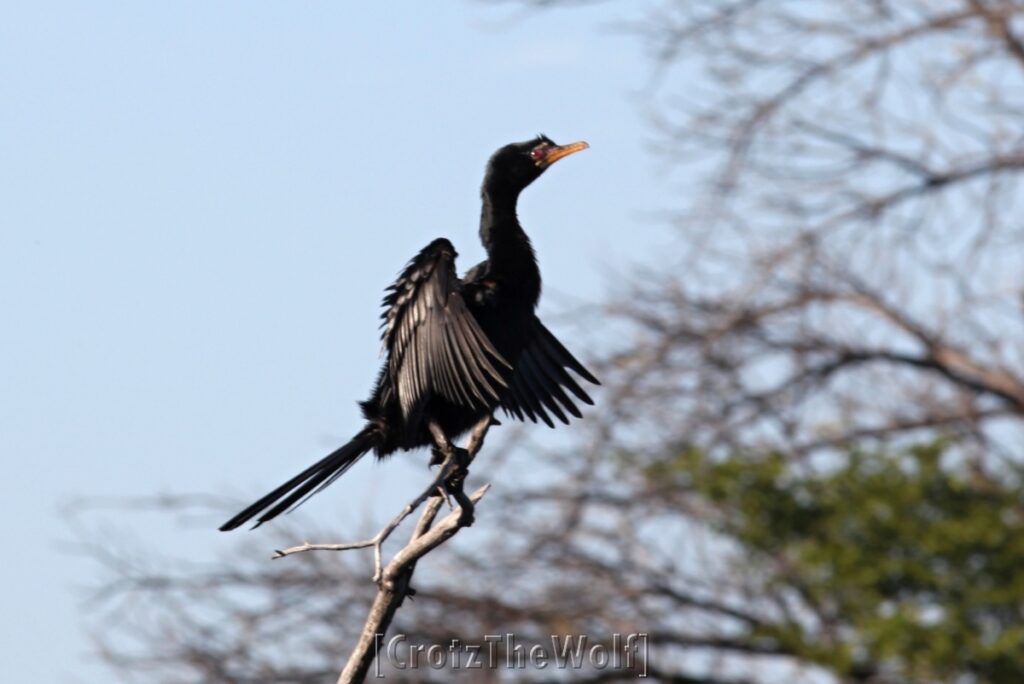 cormorant