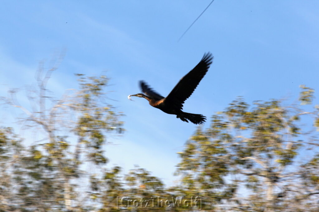 flying cormorant