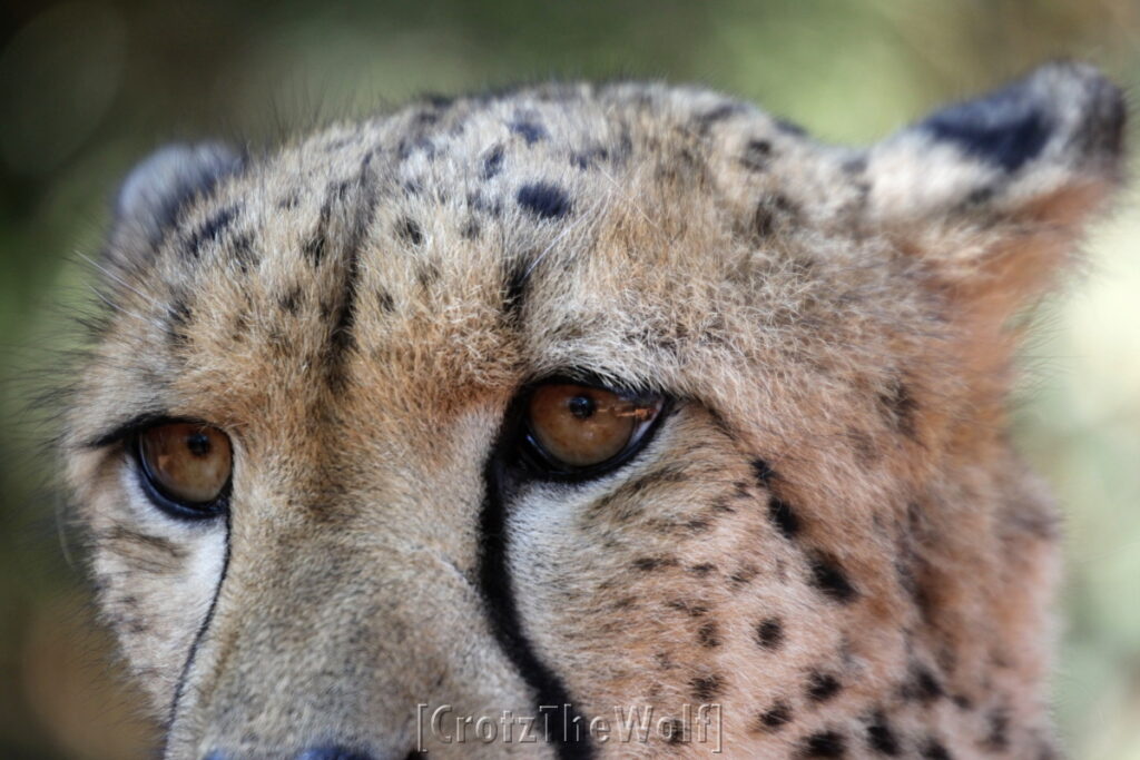 cheetah eyes