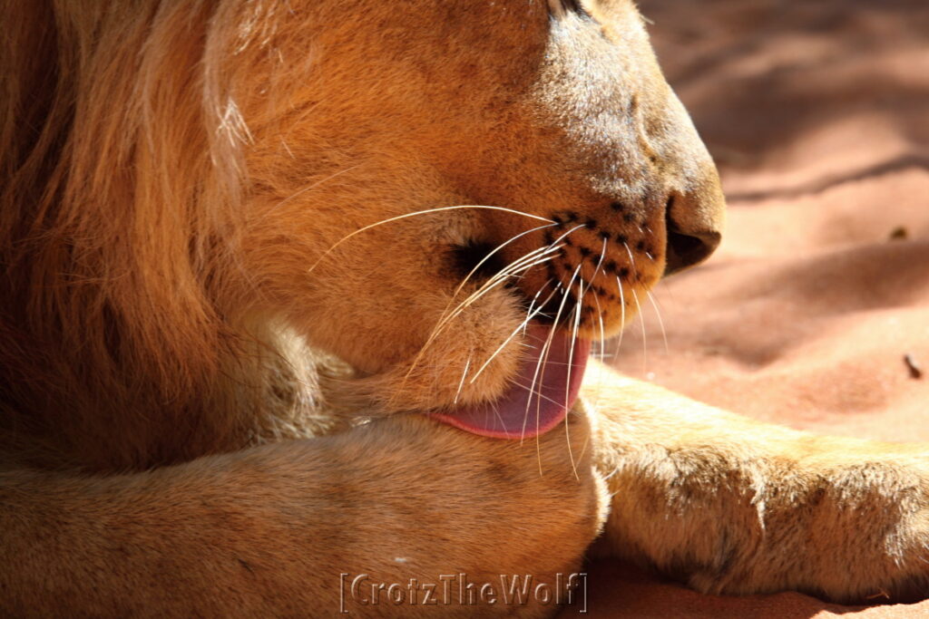 lion cleaning station