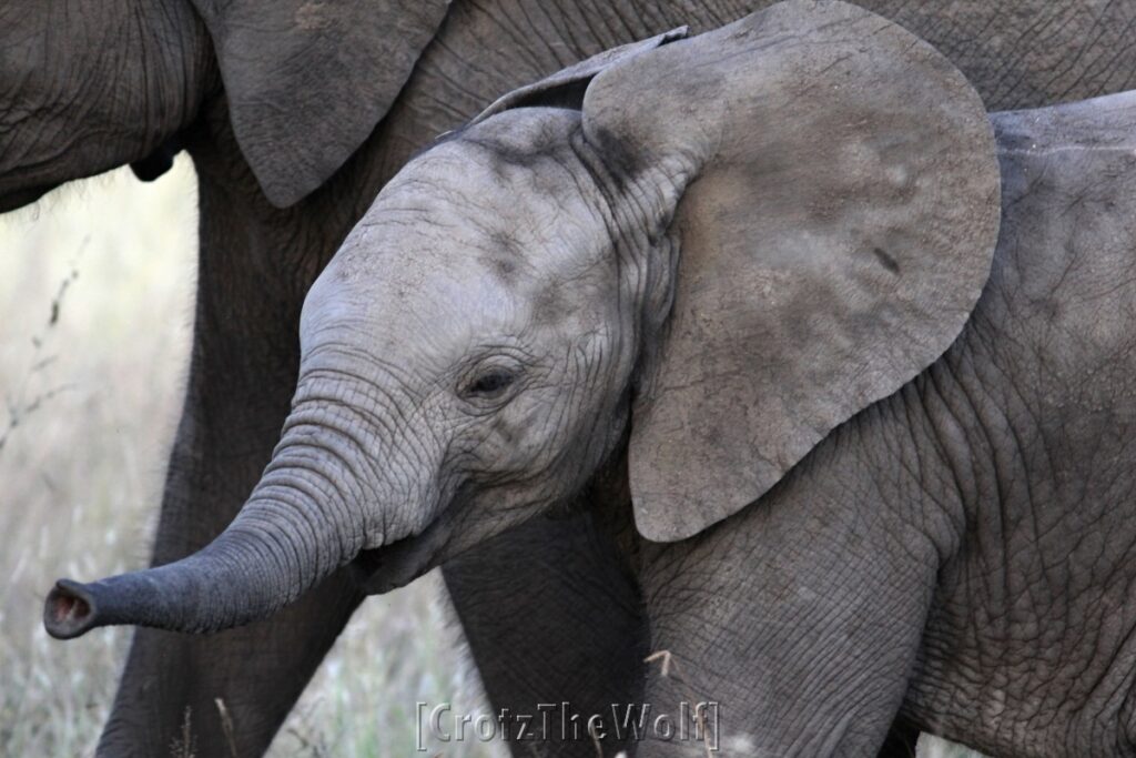 baby elephant and mother