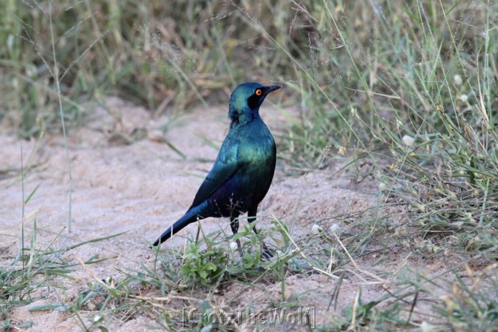 lamprotornis