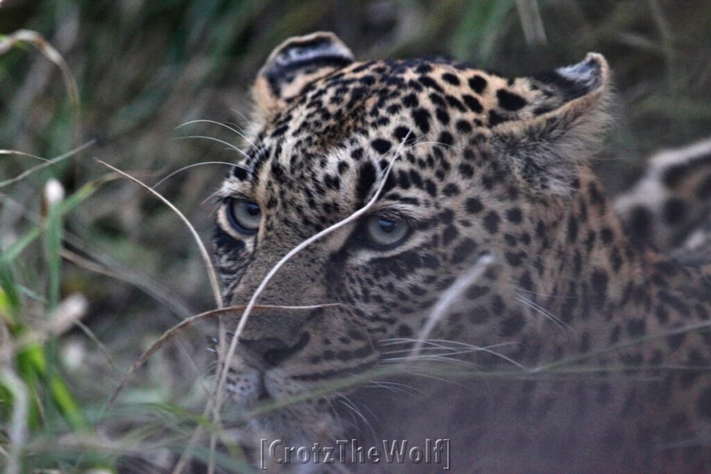 Leopard in the grass