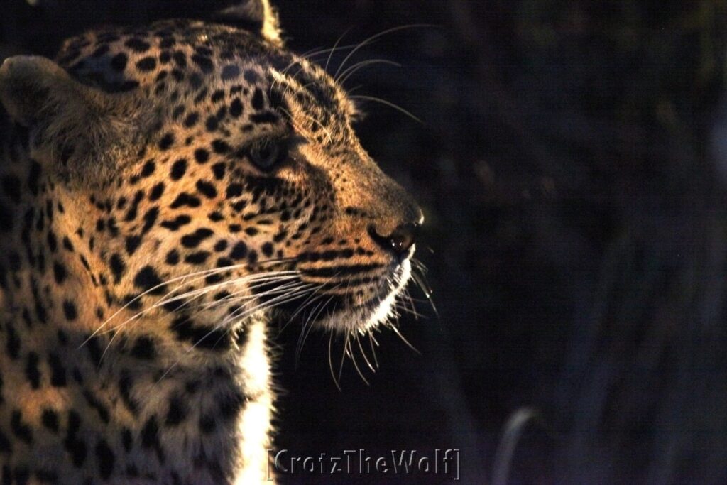 leopard in the night