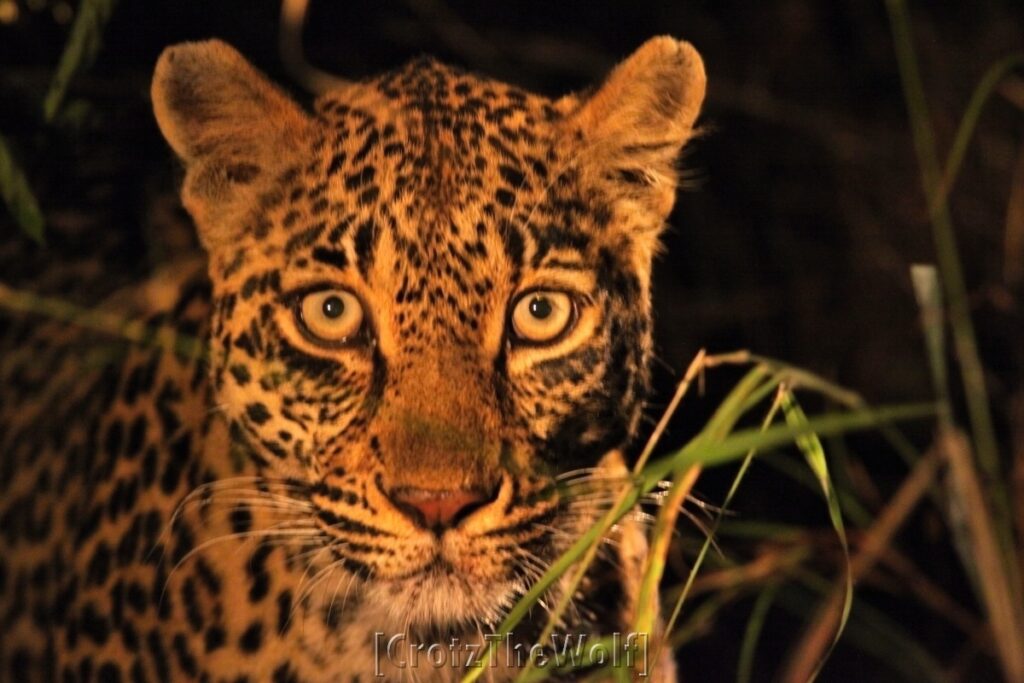 leopard in the darkness