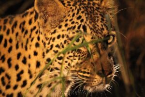 leopard after sunset