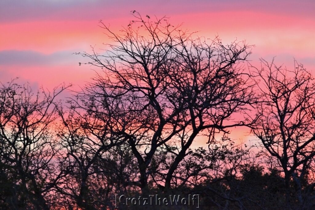 a pink sunset in kruger park