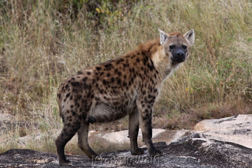 hyena