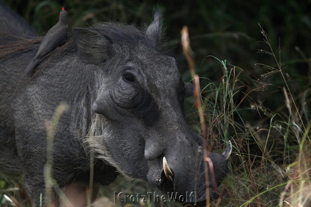 warthog