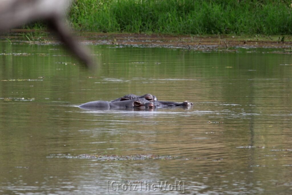 hippos in a moment of contemplation