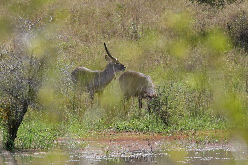 waterbuck