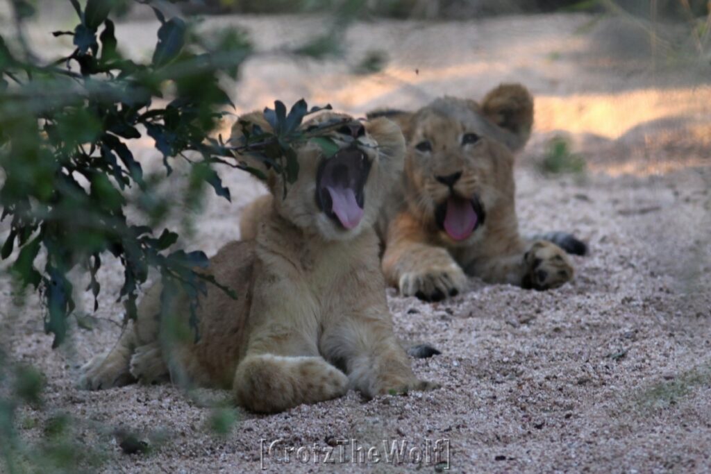 contagious yawns