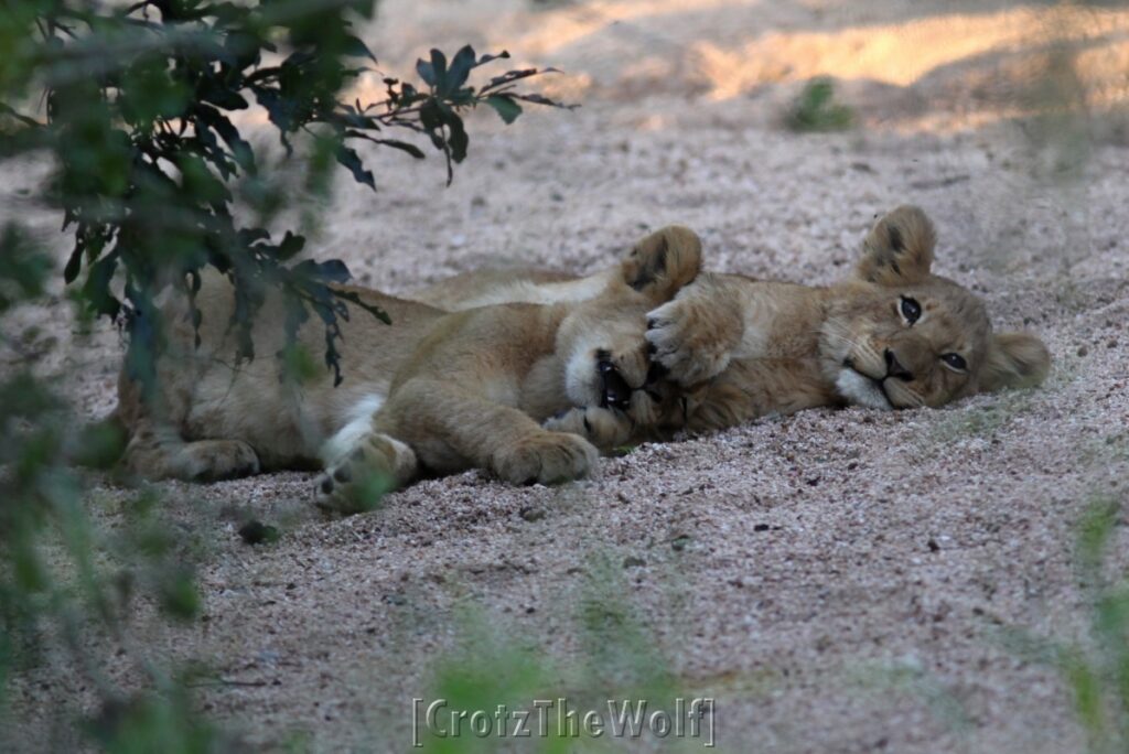 baby lions - this is life