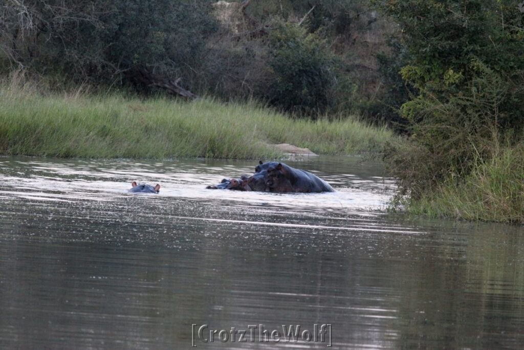 hippo - why are you watching us?