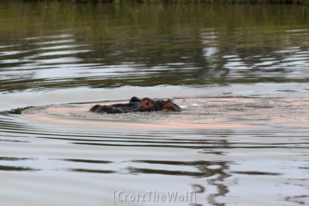 hippo - wandering in the river