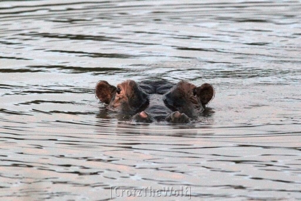 hippo and "manwatching"