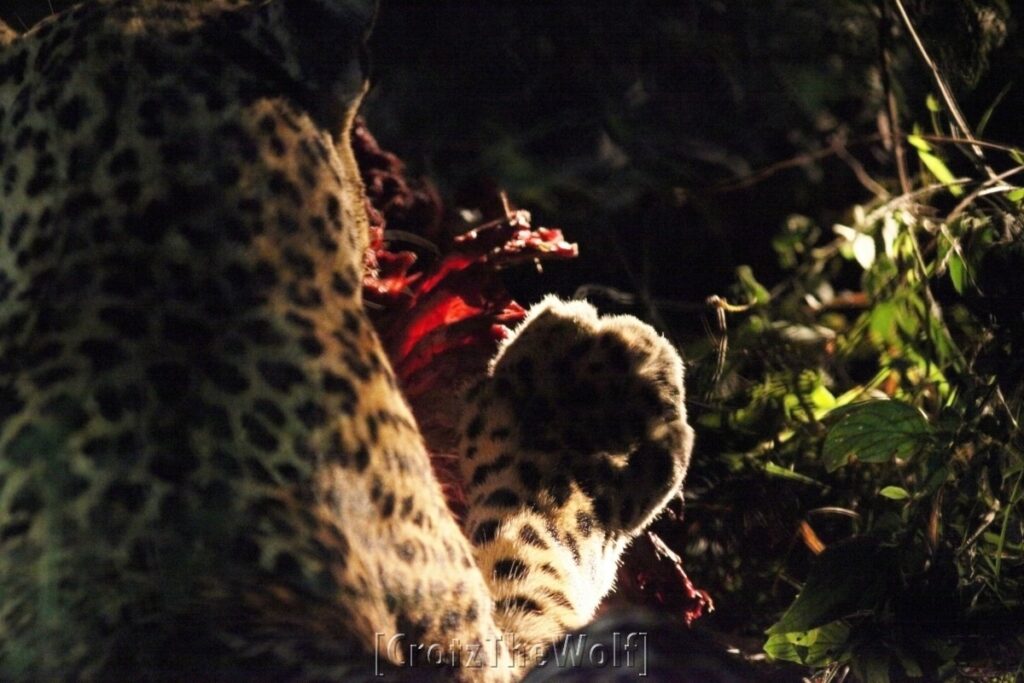 leopard dinner