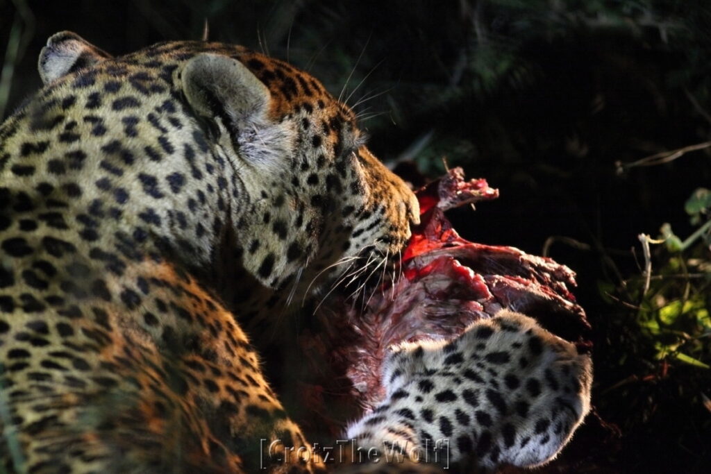 leopard dinner