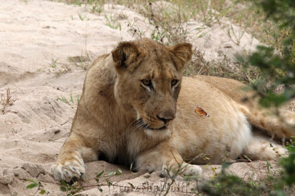 lioness and the butterfly