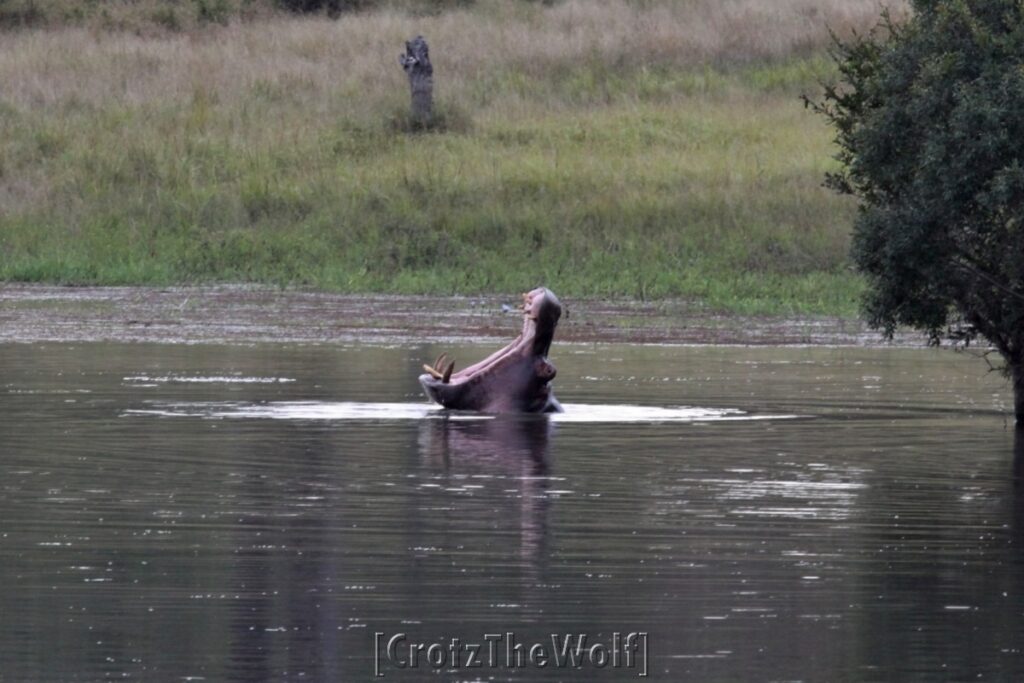 the hippo's scream - phase 1