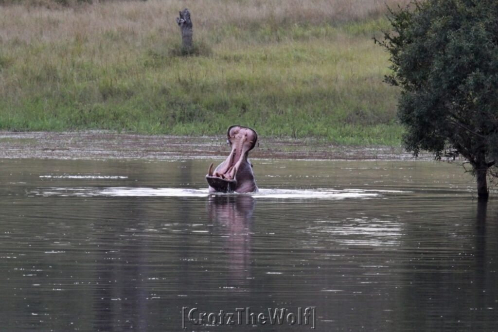 the hippo's scream - phase 2