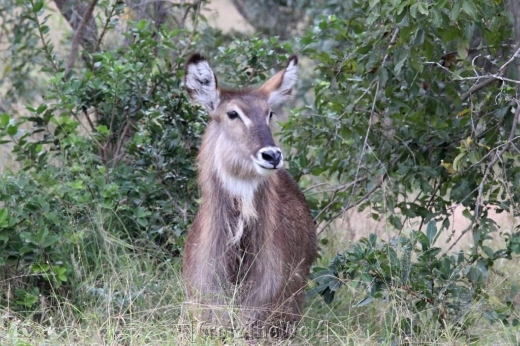 waterbuck