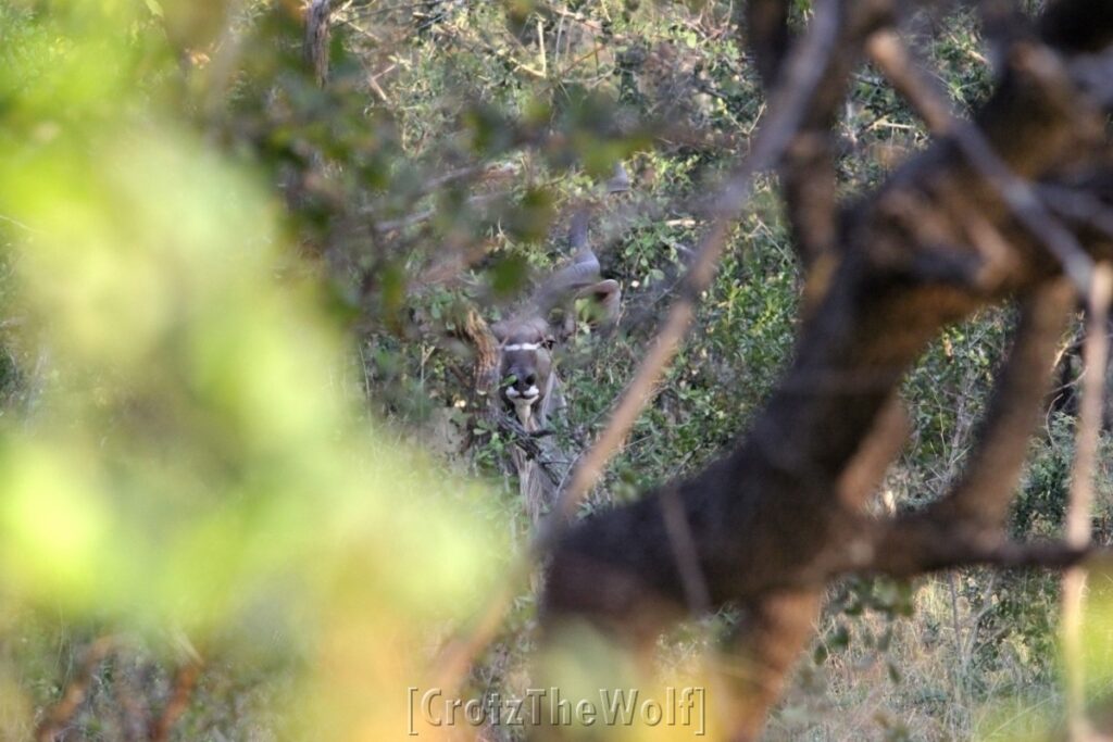 waterbuck