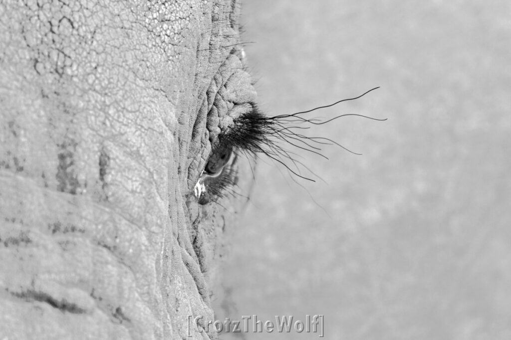 elephant eyelashes