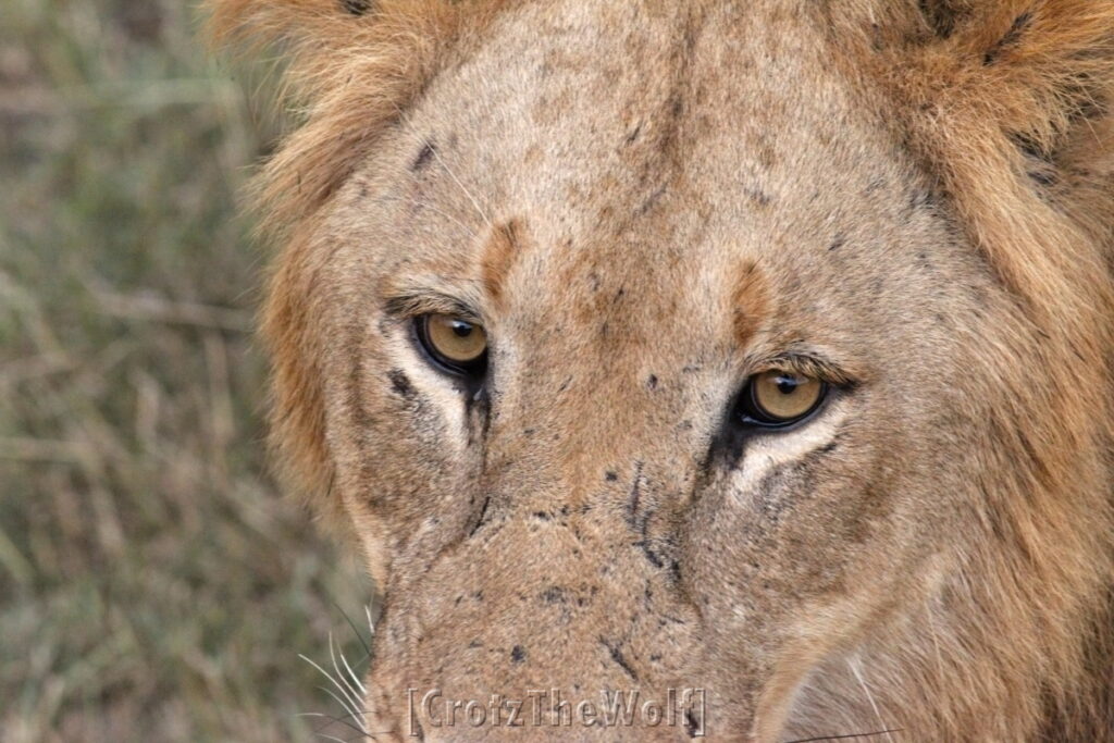 lion eyes