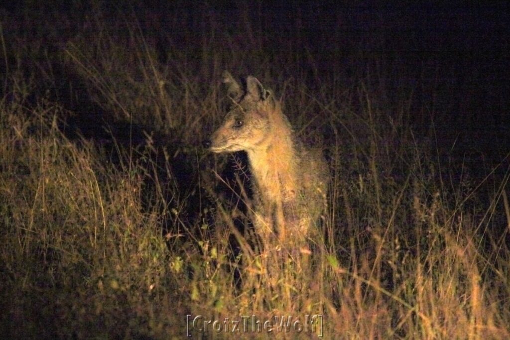 blackbacked jackal in the night