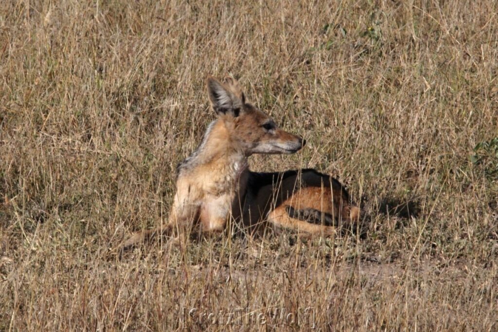 blackbacked jackal