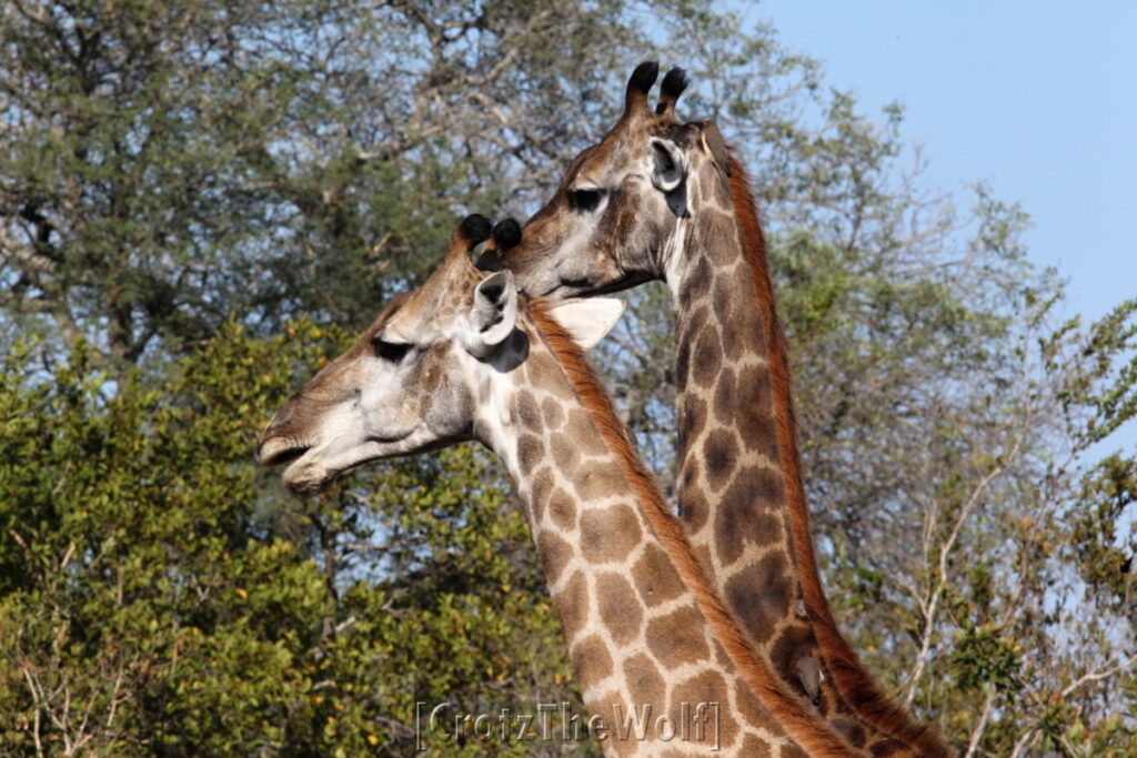 giraffes alignment