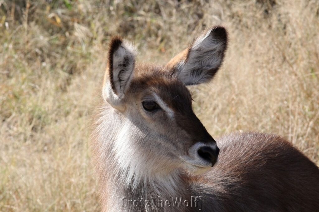 waterbuck