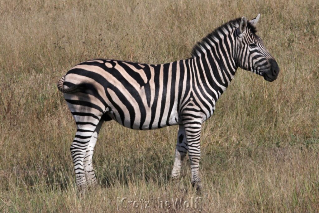 zebra