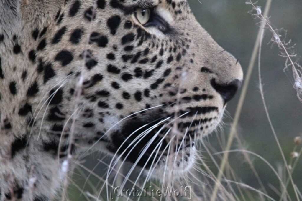 leopard close-up