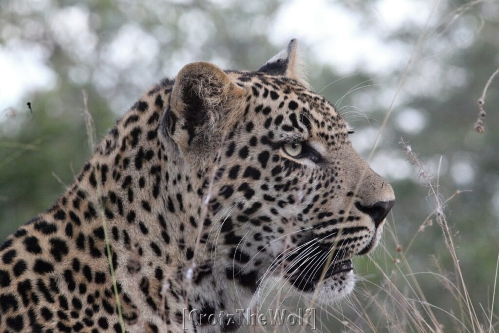 portari of a leopard