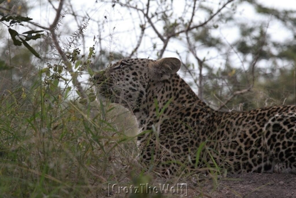 leopard, i am analyzing the wind