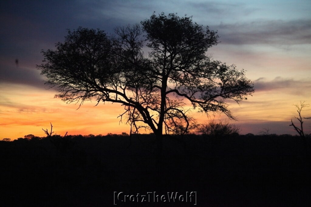 gin tonic sunset in kruger park