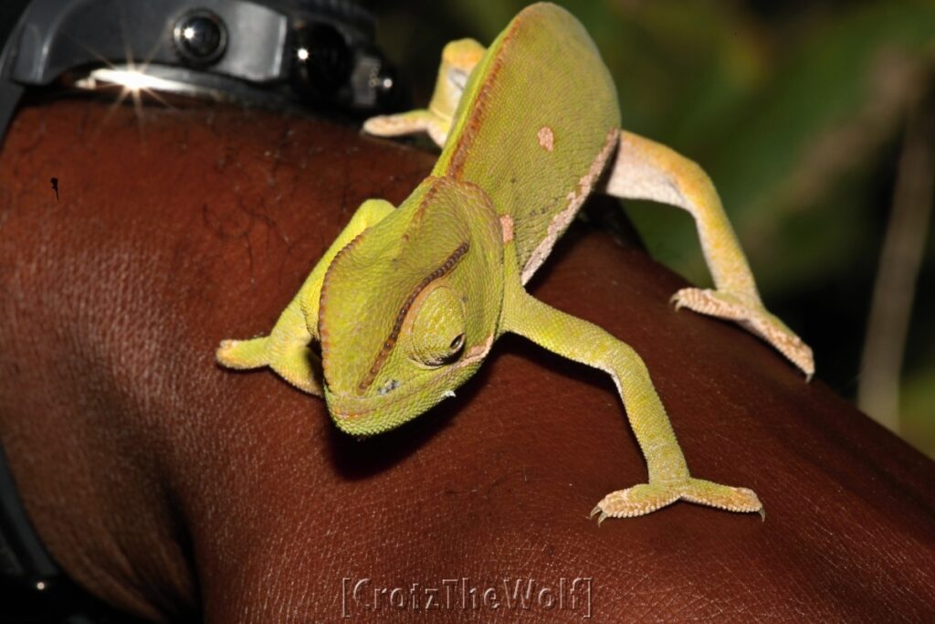 the real size of a chameleon