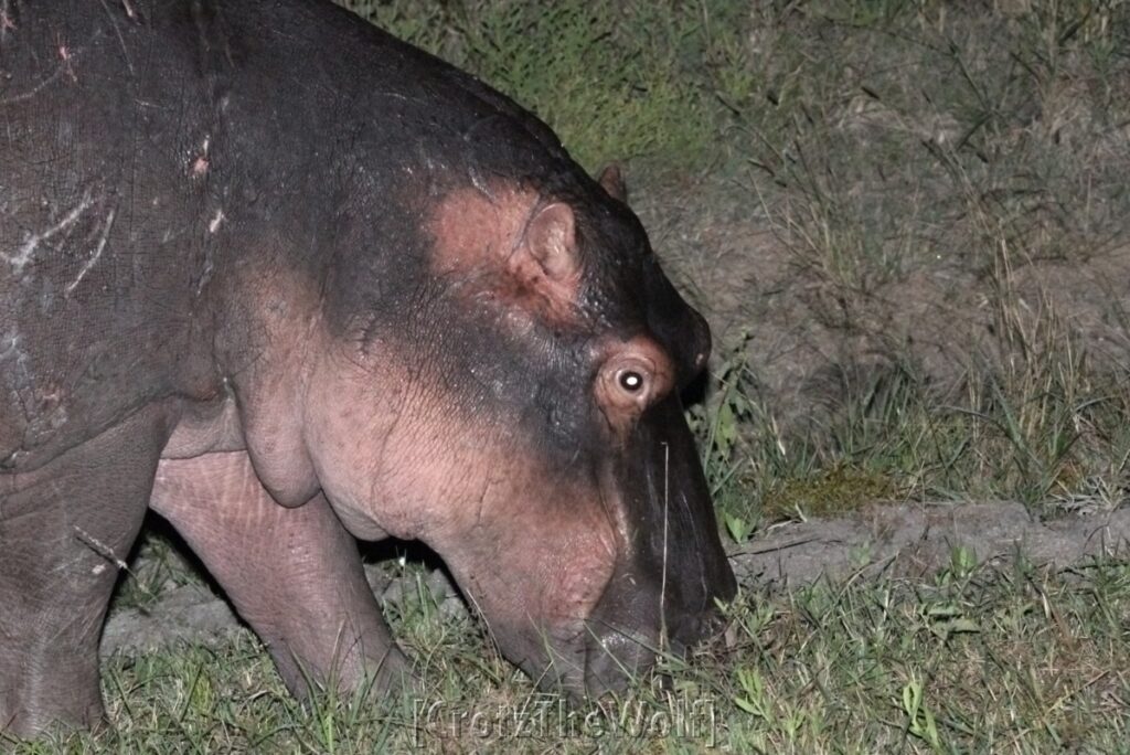 hippo walking after sunset