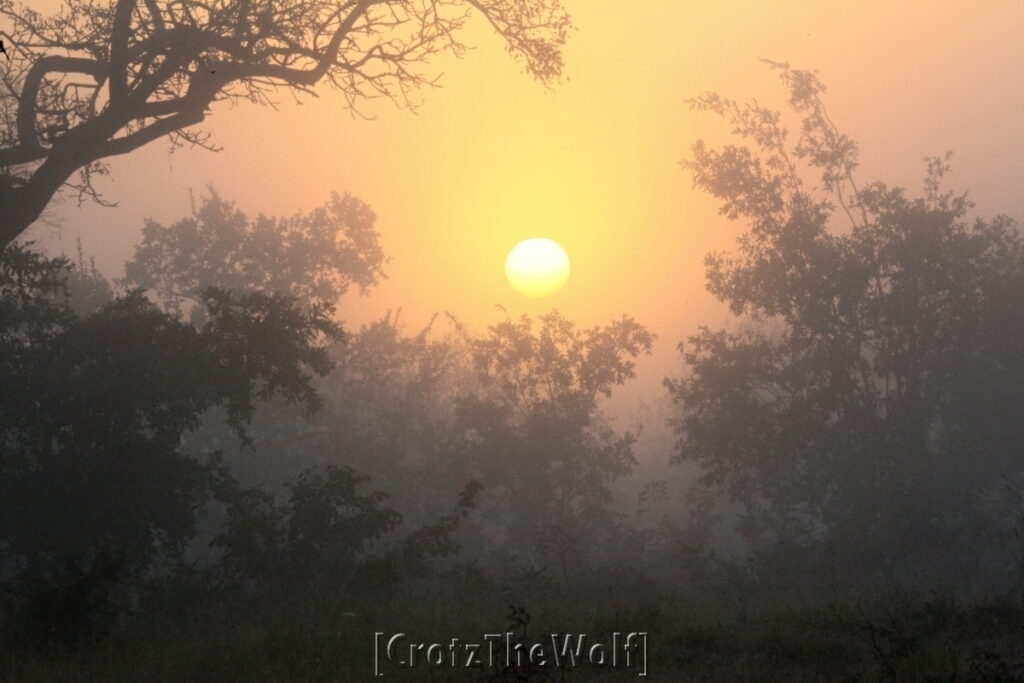 misty sunrise in kruger park