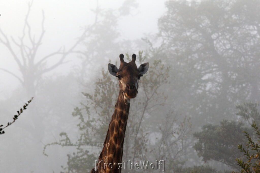 giraffe at sunrise