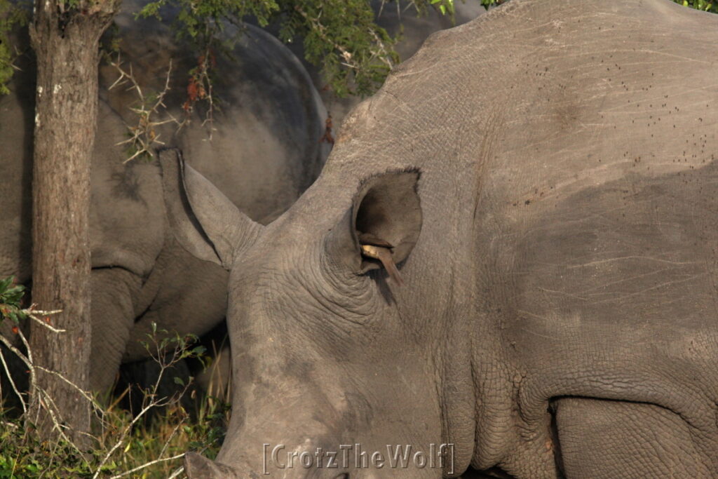 rhino ear cleaning