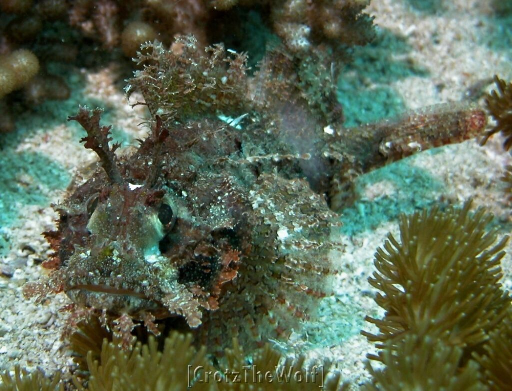 stonefish