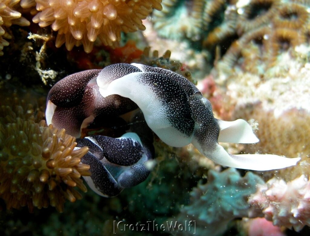 nudibranch