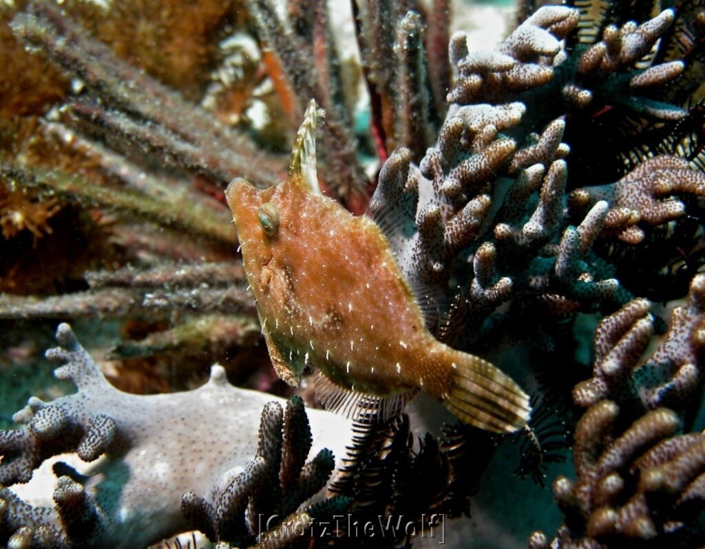 filefish