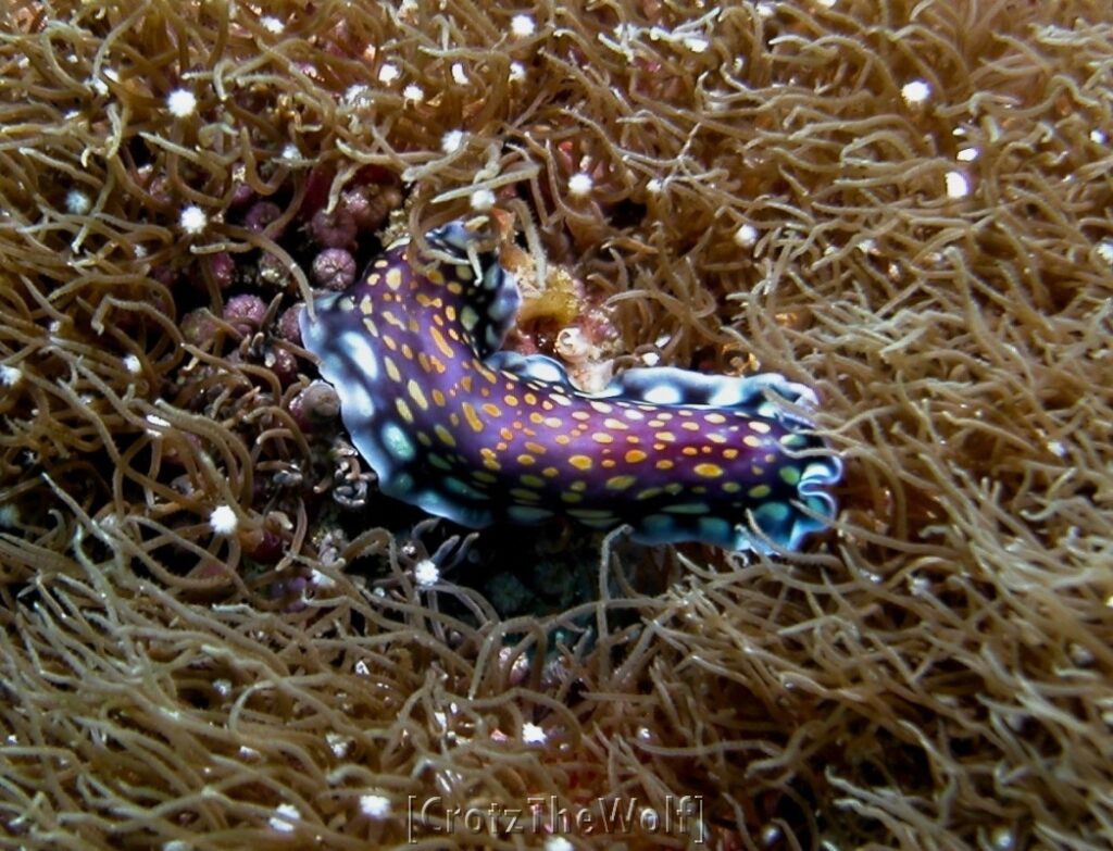 nudibranch