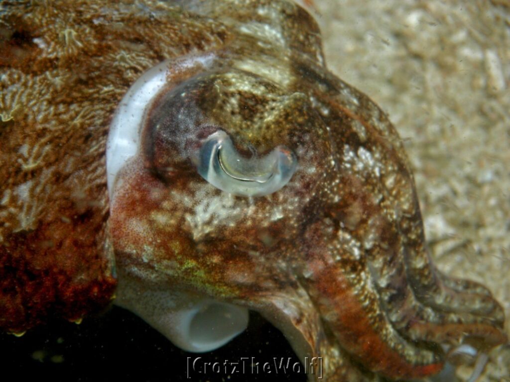 cuttlefish