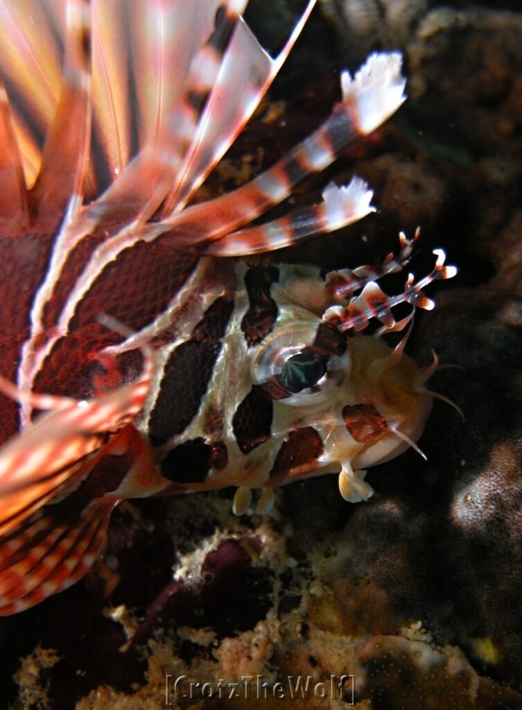 lionfish