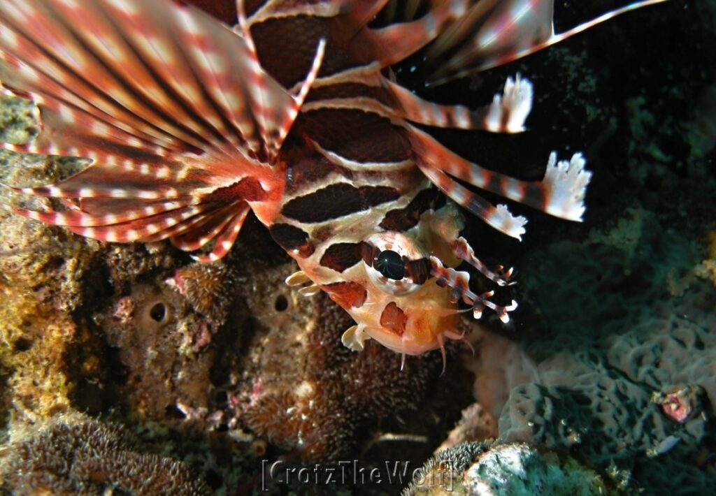 lionfish